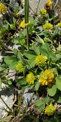 Trifolium badium