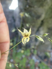 Melasphaerula graminea