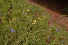 Sisymbrium orientale