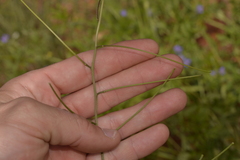 Sisymbrium orientale
