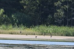 Limosa limosa