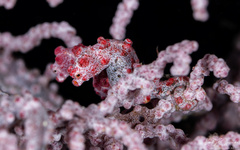 Hippocampus bargibanti