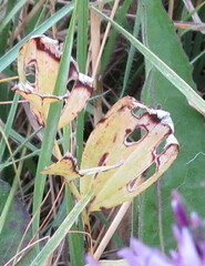 Polygonatum odoratum