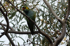 Parvipsitta porphyrocephala