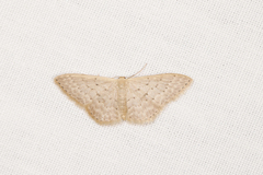 Idaea philocosma