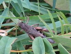 Chorthippus macrocerus