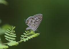 Leptotes plinius