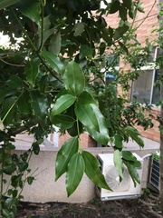 Cinnamomum osmophloeum