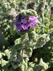 Pseudodictamnus africanus