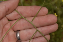 Sisymbrium orientale