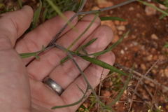 Sisymbrium orientale