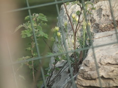 Takhtajaniantha austriaca