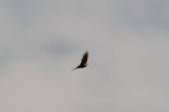 Cheramoeca leucosterna