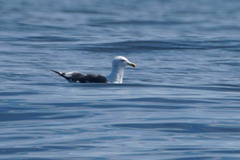 Larus schistisagus