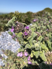 Pseudodictamnus africanus