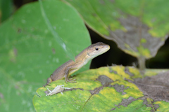 Takydromus tachydromoides