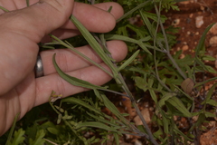 Sisymbrium orientale