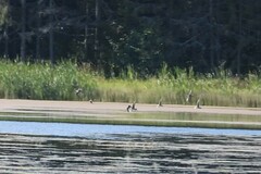 Limosa limosa