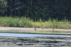Limosa limosa