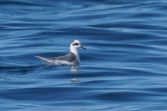 Phalaropus fulicarius