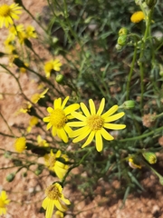 Senecio inaequidens