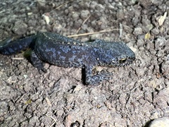 Ichthyosaura alpestris