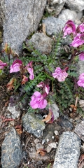 Pedicularis kerneri