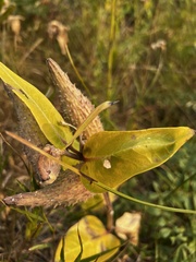 Asclepias speciosa