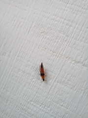 Lordithon pulchellus