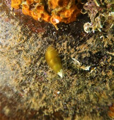Phasianotrochus apicinus