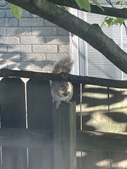 Sciurus carolinensis