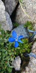 Gentiana bavarica bavarica