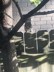 Sciurus carolinensis