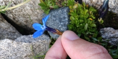 Gentiana bavarica bavarica