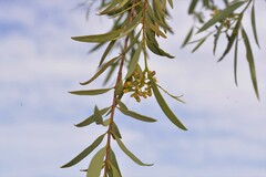 Santalum acuminatum