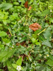 Persicaria hydropiper
