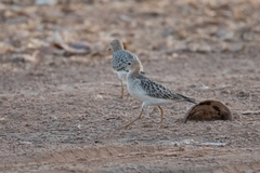 Calidris subruficollis