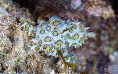 Hapalochlaena lunulata