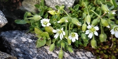 Cerastium pedunculatum