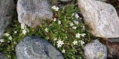 Caryophyllaceae