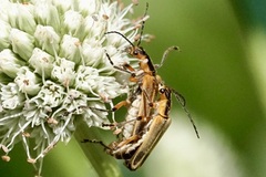 Chauliognathus marginatus
