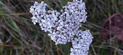 Achillea millefolium