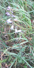 Campanula bononiensis