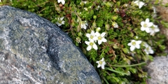 Caryophyllaceae