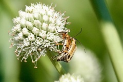 Chauliognathus marginatus