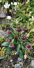 Erigeron uniflorus