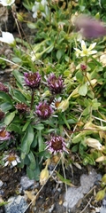 Erigeron uniflorus