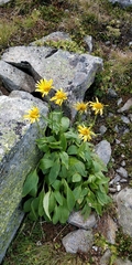 Doronicum clusii