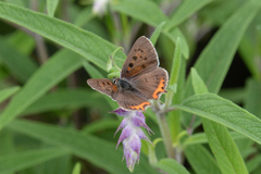 Lycaena phlaeas daimio