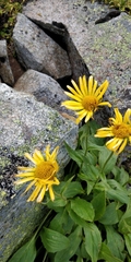 Doronicum clusii